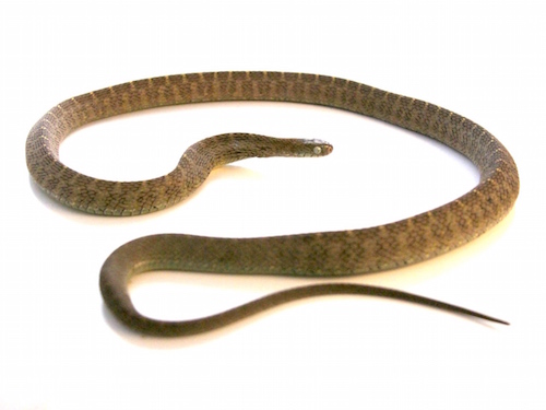 Egg Eating Snake For Sale, Egg Eating Snake For Sale Cheap, Egg Eating Snake For Sale Near Me, Egg Eating Snake For Sale Europe, Egg Eating Snake For Sale Canada, Egg Eating Snake For Sale Usa, Egg Eating Snake For Sale Uk, Baby Egg Eating Snake For Sale